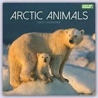 ARCTIC ANIMALS SQUARE WALL CALENDAR 2023 (Spiral Bound)