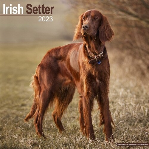 Irish Setter 2023 Wall Calendar (Calendar)