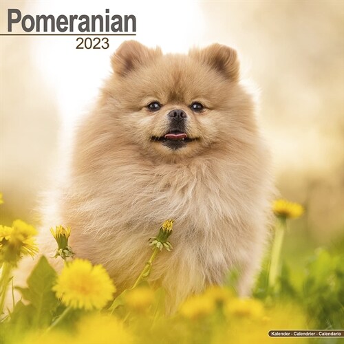 Pomeranian 2023 Wall Calendar (Calendar)