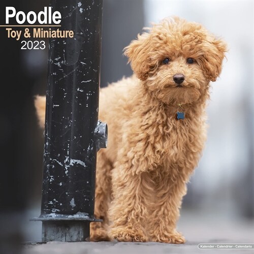 Poodle (Toy & Miniature) 2023 Wall Calendar (Calendar)