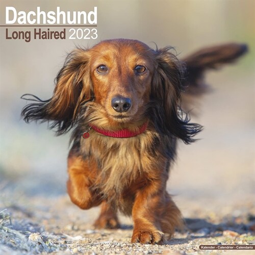 Longhaired Dachshund 2023 Wall Calendar (Calendar)