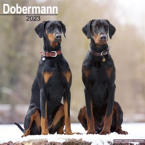 Dobermann (Euro) 2023 Wall Calendar (Calendar)