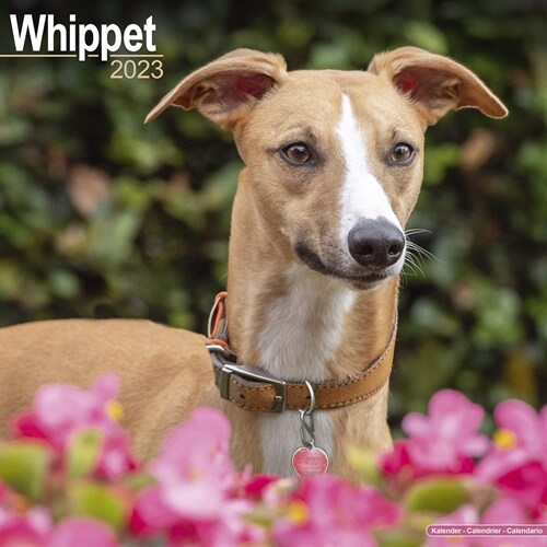 Whippet 2023 Wall Calendar (Calendar)