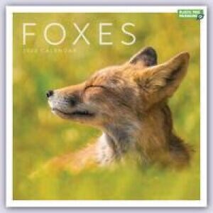 FOXES SQUARE WALL CALENDAR 2023 (Spiral Bound)