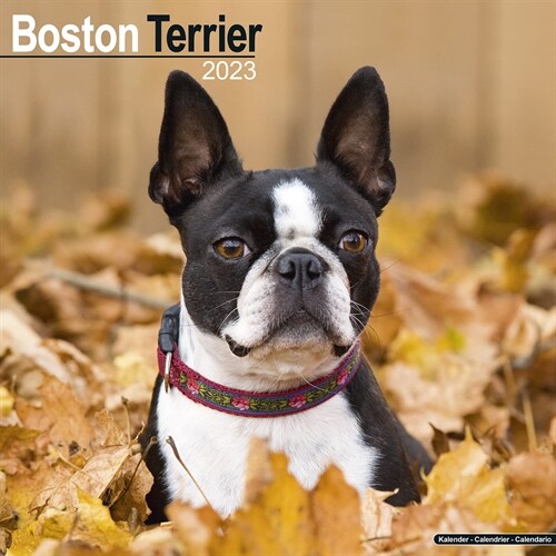 Boston Terrier 2023 Wall Calendar (Calendar)