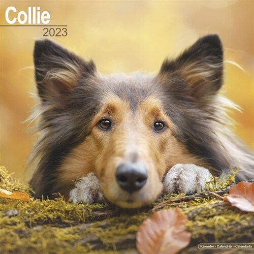 Collie 2023 Wall Calendar (Calendar)