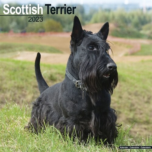 Scottish Terrier 2023 Wall Calendar (Calendar)