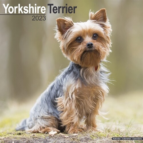 Yorkshire Terrier 2023 Wall Calendar (Calendar)