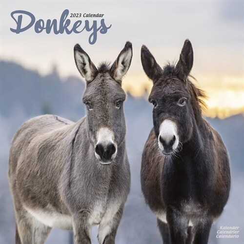 Donkeys 2023 Wall Calendar (Calendar)