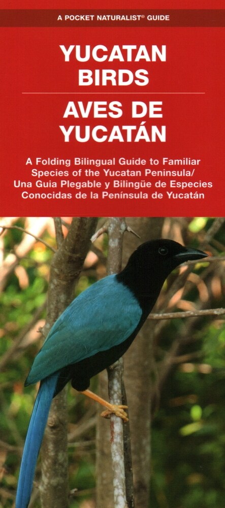 Yucatan Birds/Aves de Yucatan: A Folding Pocket Guide to Familiar Species/Una Guia Plegable Portatil de Especies Conocidas (Paperback)