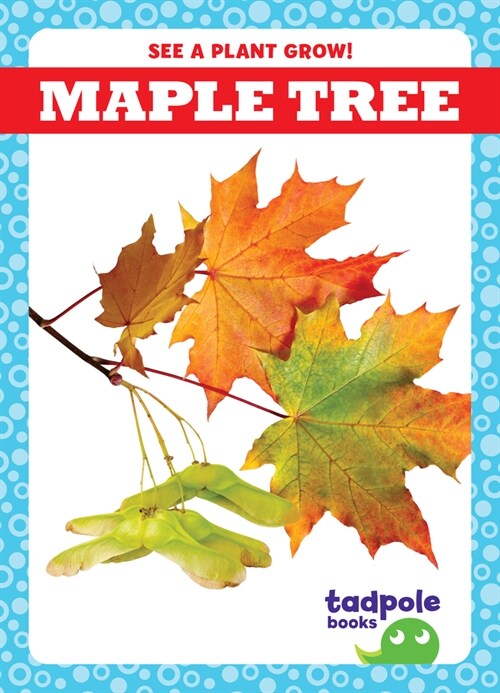 Maple Tree (Paperback)