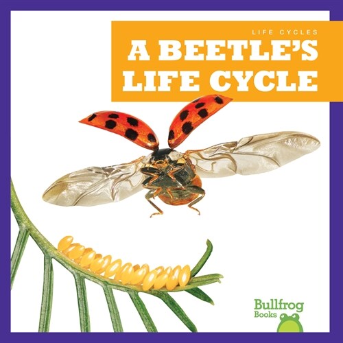 A Beetles Life Cycle (Paperback)