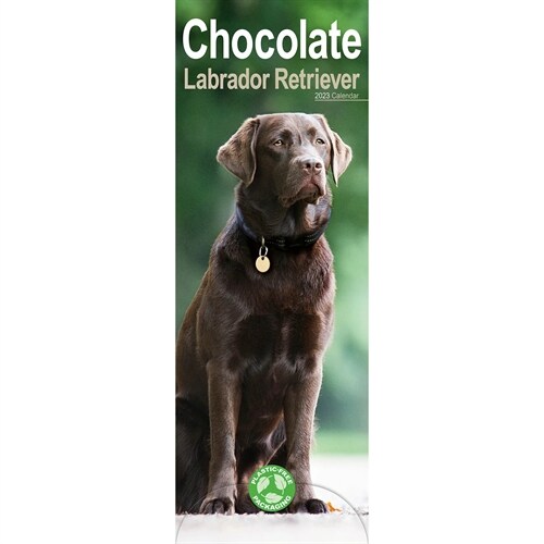 Chocolate Labrador Retriever 2023 Slim Calendar (Calendar)