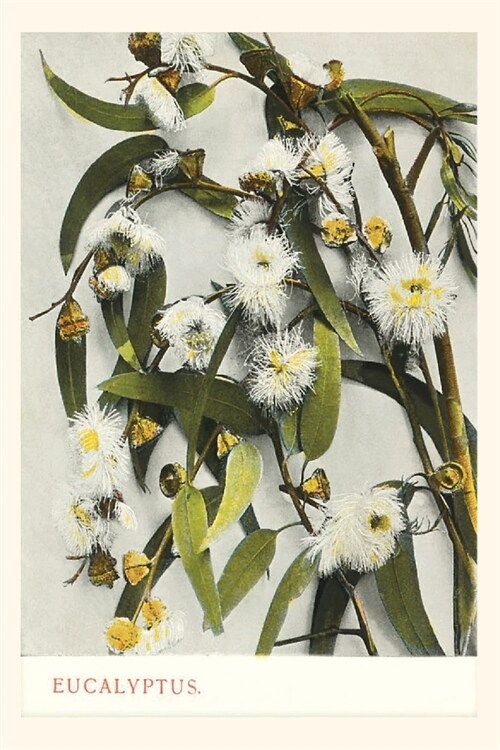 The Vintage Journal Eucalyptus Blossoms pocket journal features a trav (Paperback)