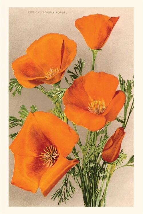 The Vintage Journal California Poppies (Paperback)