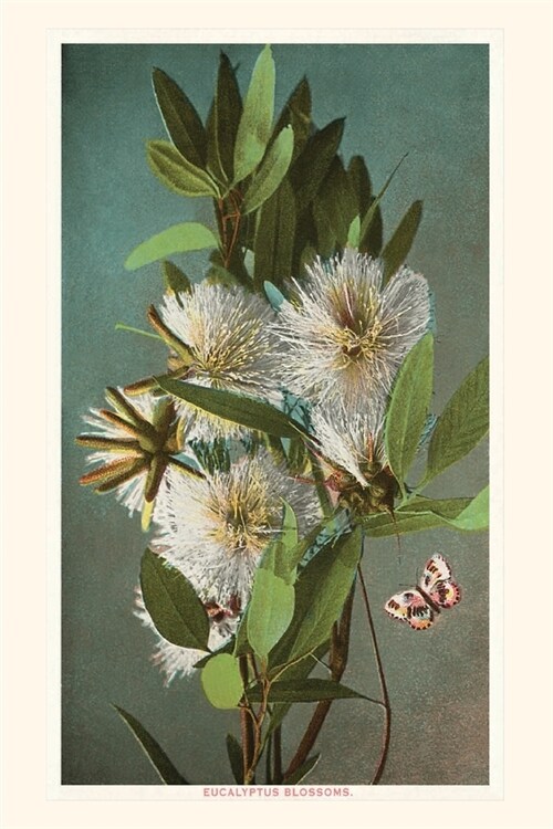 The Vintage Journal Eucalyptus Blossoms (Paperback)