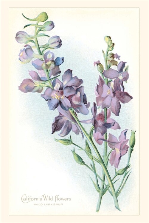 The Vintage Journal California Wildflowers, Larkspur (Paperback)