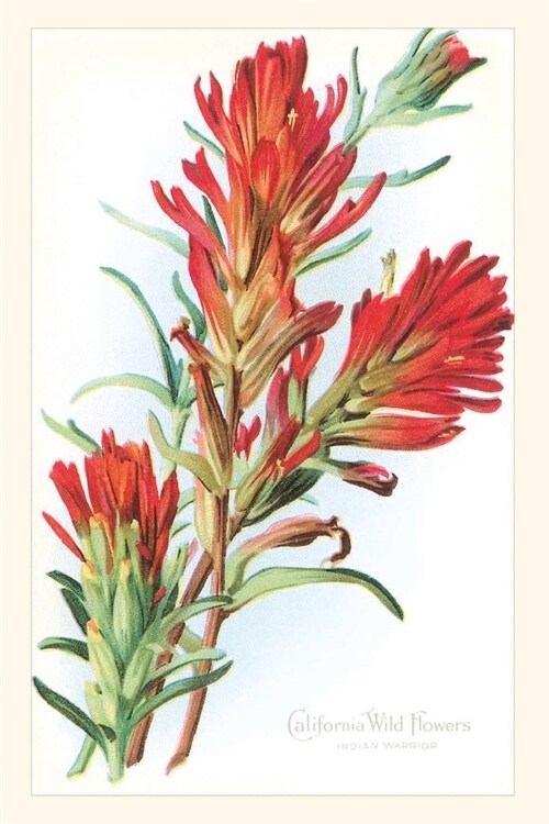 The Vintage Journal California Wildflowers, Indian Warrior (Paperback)