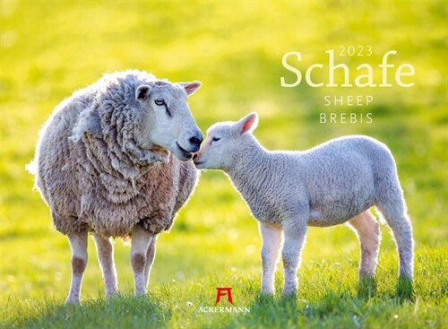 Schafe Kalender 2023 (Calendar)