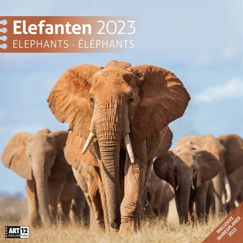 Elefanten Kalender 2023 - 30x30 (Calendar)