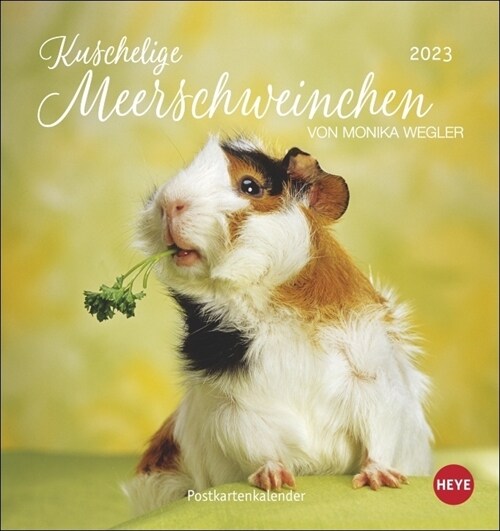 Kuschelige Meerschweinchen Postkartenkalender 2023 (Calendar)