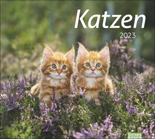 times&more Katzen Bildkalender 2023 (Calendar)