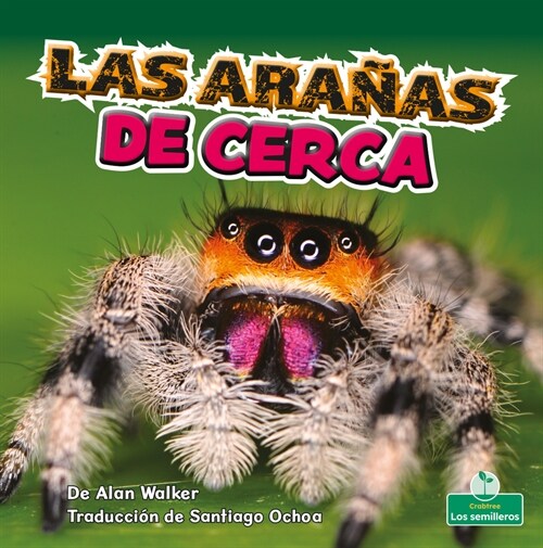 Las Ara?s de Cerca (Spiders Up Close) (Paperback)