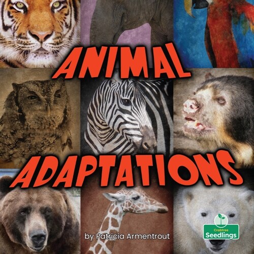 Animal Adaptations (Paperback)