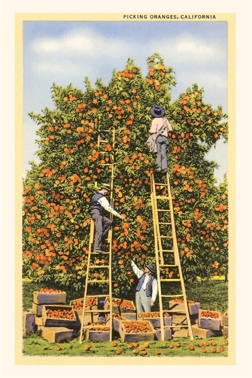 Vintage Journal Picking Oranges in California (Paperback)