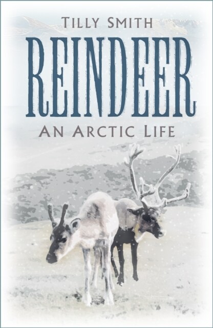 Reindeer : An Arctic Life (Paperback)