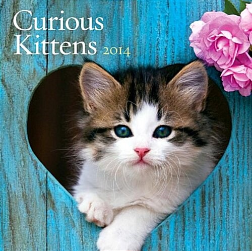 Curious Kittens 2014 Calendar (Paperback, Wall)