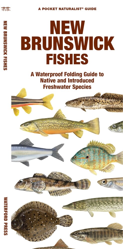 New Brunswick Fishes: A Waterproof Folding Guide to Native and Introduced Freshwater Species (Paperback)