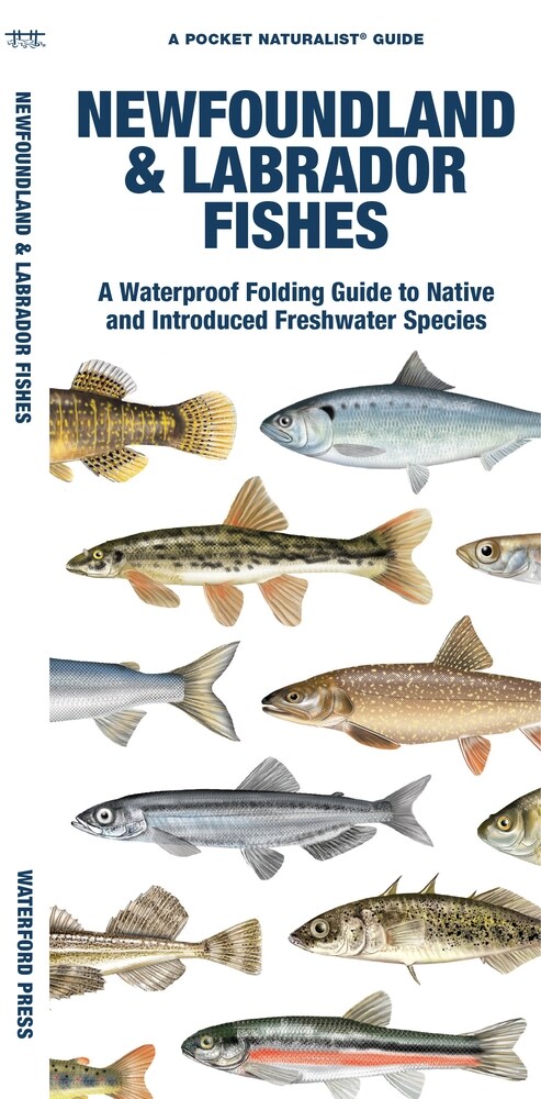 Newfoundland & Labrador Fishes: A Waterproof Folding Guide to Native and Introduced Freshwater Species (Paperback)