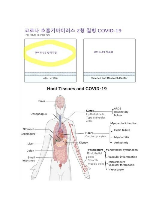 코로나 호흡기바이러스 2형 질병 (COVID-19) 병리 기전