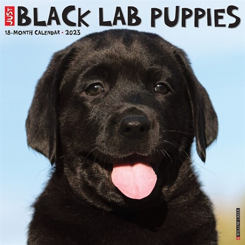 Just Black Lab Puppies 2023 Wall Calendar (Calendar)