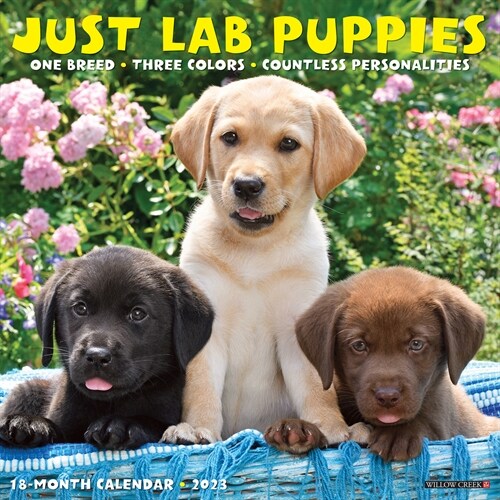 Just Lab Puppies 2023 Wall Calendar (Calendar)