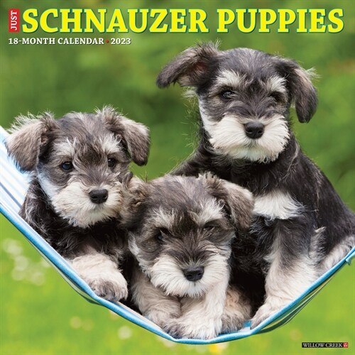 Just Schnauzer Puppies 2023 Wall Calendar (Calendar)