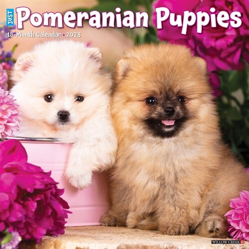 Just Pomeranian Puppies 2023 Wall Calendar (Calendar)