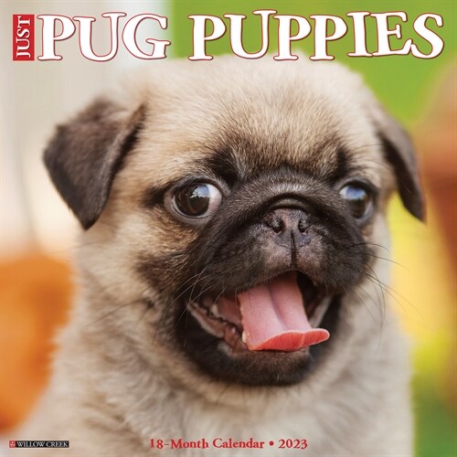 Just Pug Puppies 2023 Wall Calendar (Calendar)