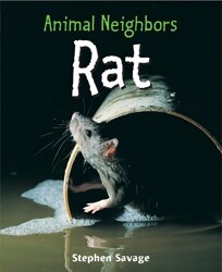 Rat (Paperback)