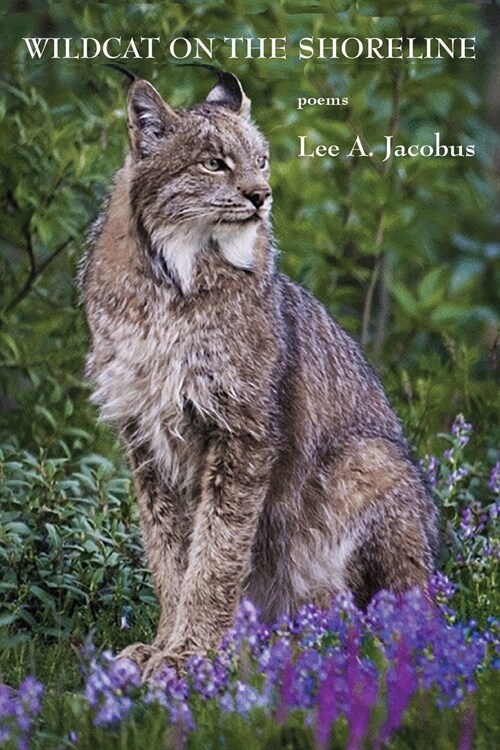 Wildcat on the Shoreline (Paperback)