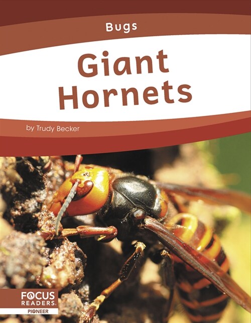 Giant Hornets (Paperback)