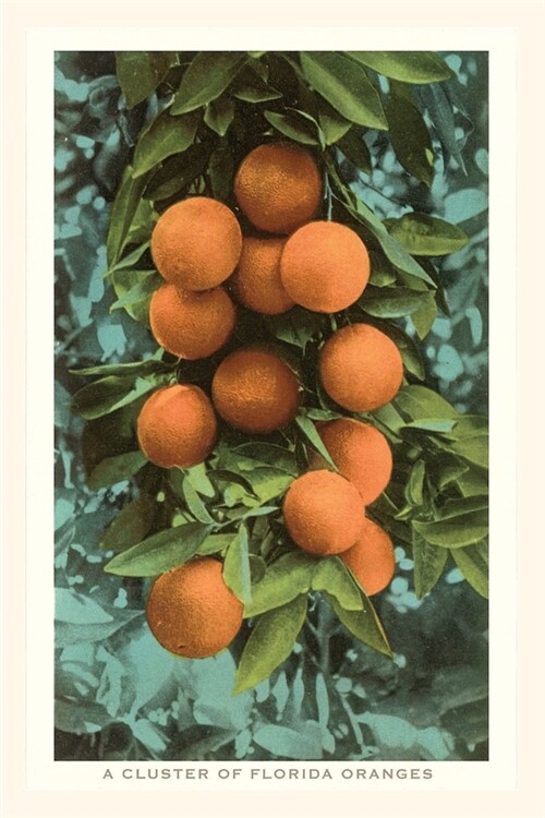 Vintage Journal Florida Oranges (Paperback)