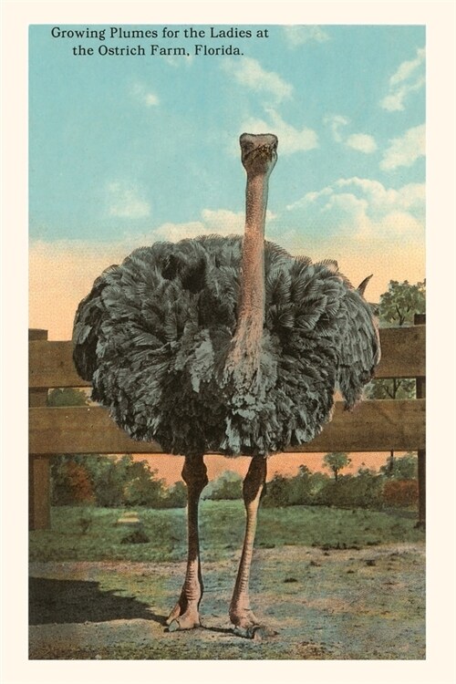 Vintage Journal Ostrich, Florida (Paperback)