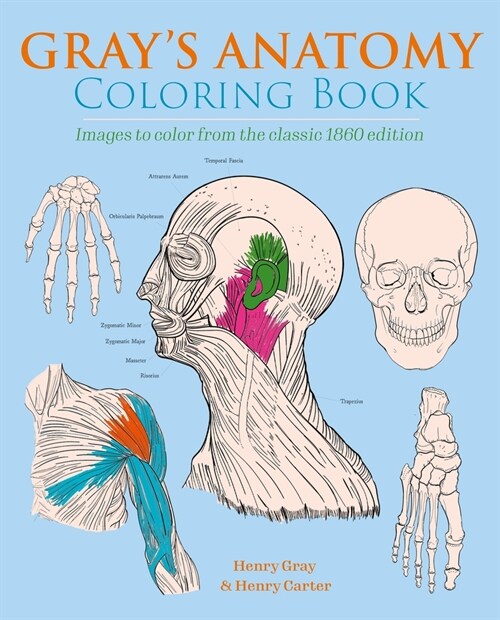Grays Anatomy Coloring Book: Images to Color from the Classic 1860 Edition (Paperback)