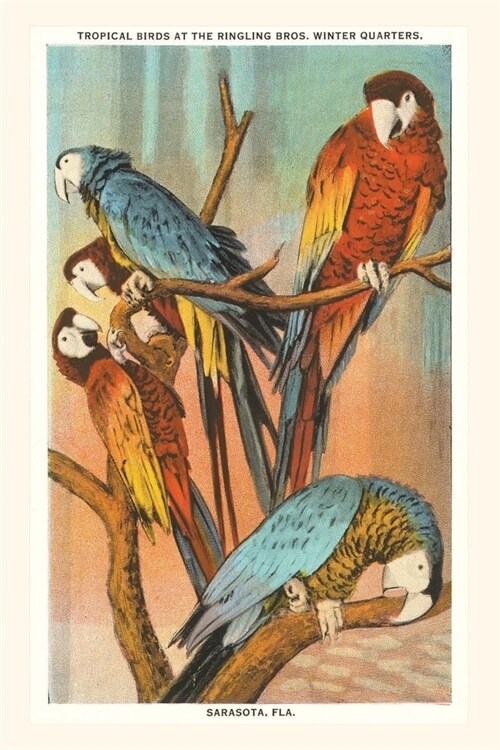 Vintage Journal Macaws, Sarasota, Florida (Paperback)