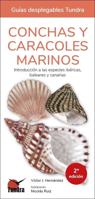 CONCHAS Y CARACOLES MARINOS - GUIAS DESPLEGABLES TUNDRA (Hardcover)