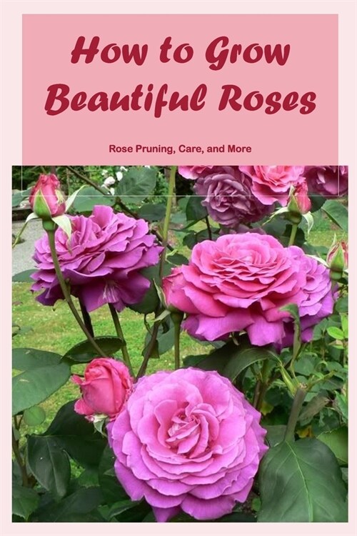 How to Grow Beautiful Roses: Rose Pruning, Care, and More: Pruning and Caring for Roses. (Paperback)