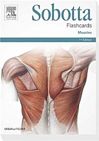 Sobotta Flashcards Muscles (Hardcover)