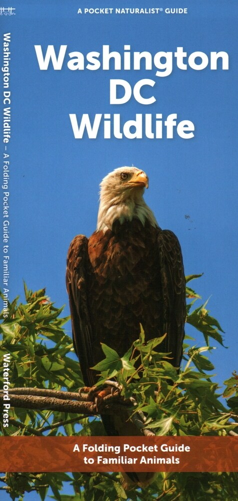 Washington DC Wildlife: A Folding Pocket Guide to Familiar Animals (Paperback)